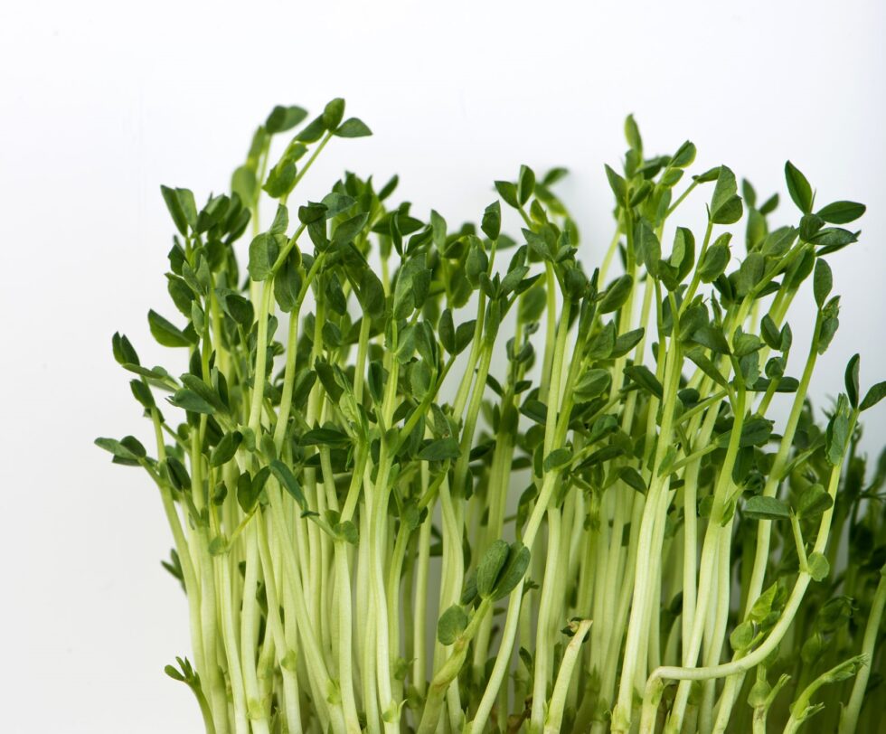 Peas - Image 3